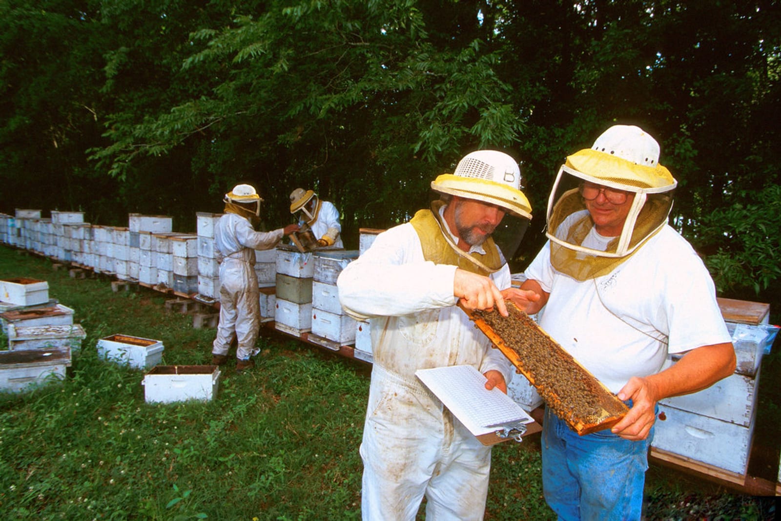 Urban beekeeping: your first season