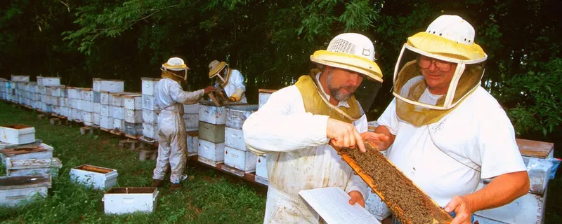 Urban beekeeping: your first season